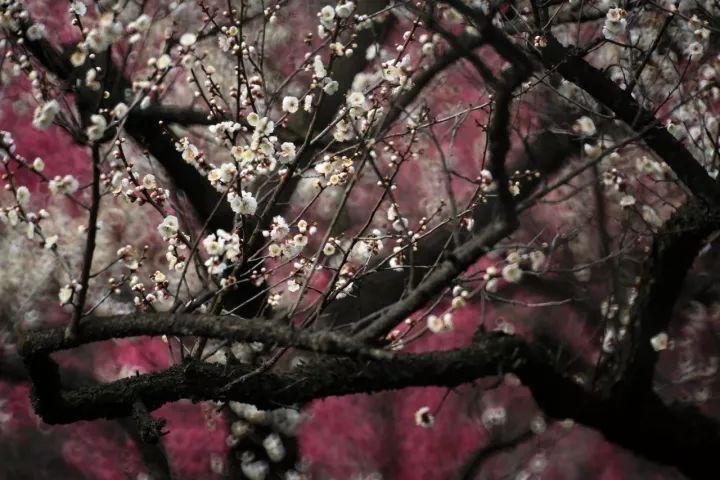 春色红梅香万树、打一生肖:最新解释落实