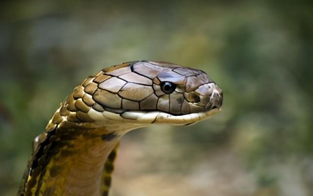 无动于衷的动物与生肖之谜，探索蛇的独特性格及其成就解释