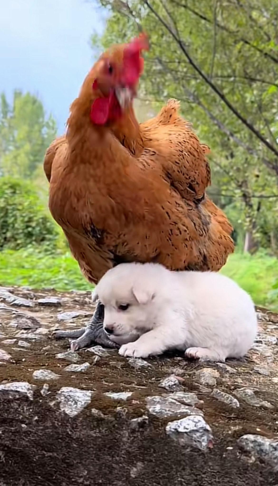 鸡飞狗跳，揭秘生肖背后的智慧与人生启示