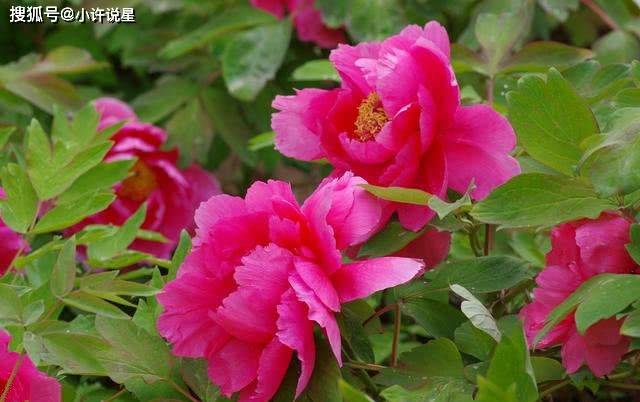 五云花浩日边红打一正确生肖:第一解答落实