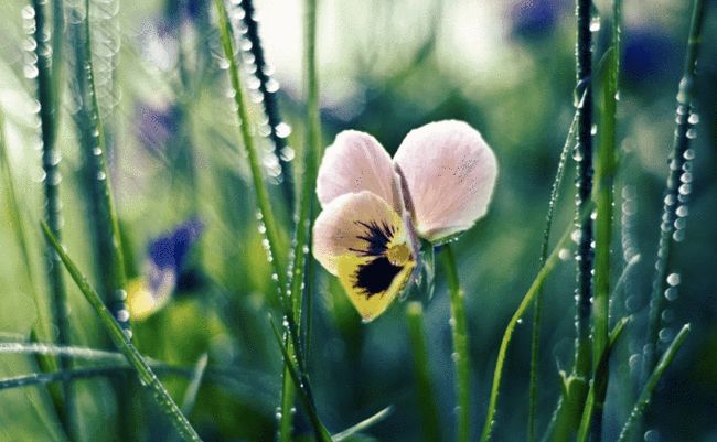 豆蔻年华是什么生肖、定量解释落实