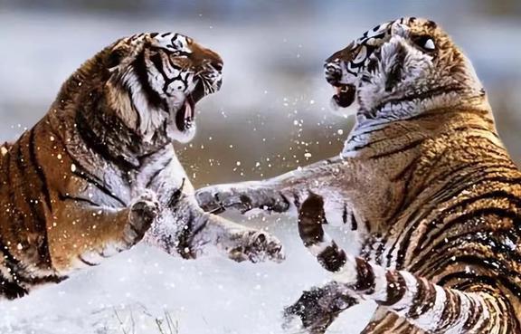 自相残杀的生肖之谜，解析与组合解释的落实