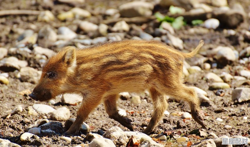 牧猪奴戏，揭秘生肖之谜，解读嫉妒的深层含义