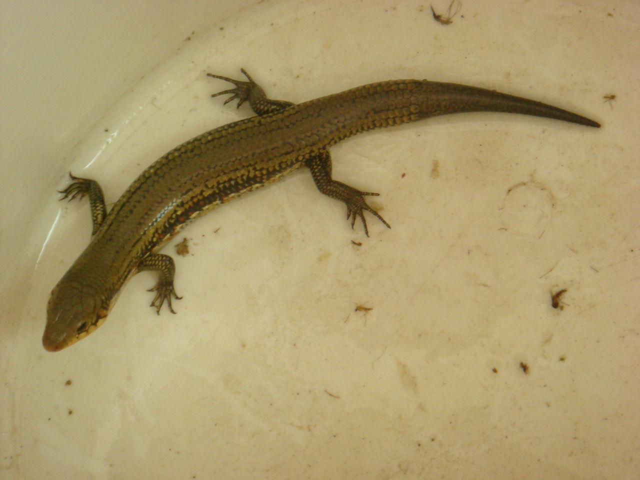 手足相连打一动物、探讨解释落实