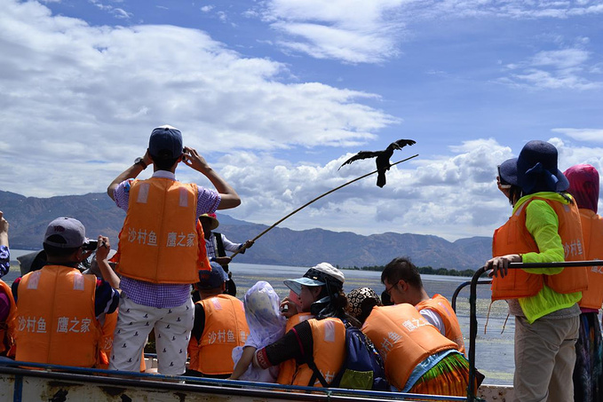 云游天下，生肖之谜的探索与解读