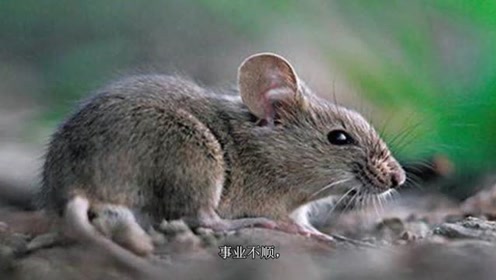 瑟瑟寒风中的生肖智者—鼠