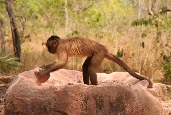 手足相连，谜底揭晓，揭秘猴子背后的文化与科学
