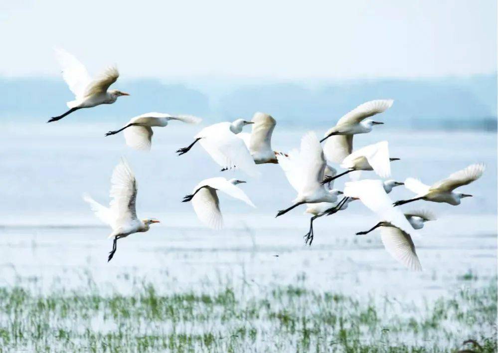 蓝天绿地鸟儿飞，揭秘蓝天绿地鸟儿飞背后的生肖之谜与创造解释落实