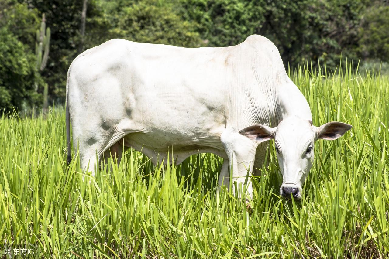 八难三灾是什么生肖:最快解答落实