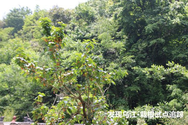 穷苗苦根，揭秘生肖背后的坚韧与成就