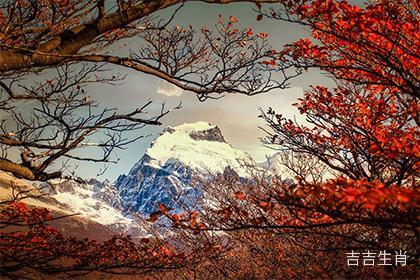 四季常青财运旺打一准确生肖:答案全面解释落实