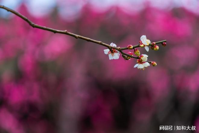 探秘红杏出墙背后的生肖寓意与正面解读