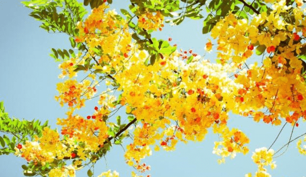 抠心挖胆是什么生肖:权威揭晓落实