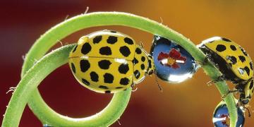 厚皮老脸背后的生肖奥秘，前沿解读与文化解析