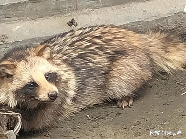 一丘之貉指什么生肖、解释与落实