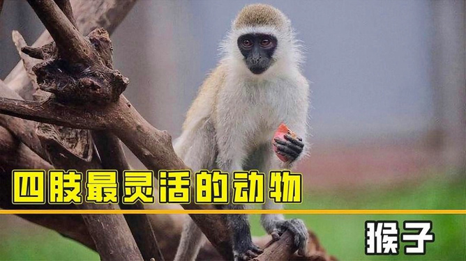 手足相连打一动物、探讨解释落实