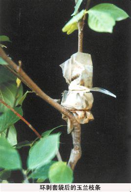 巴结高枝，生肖背后的文化寓意与现实启示