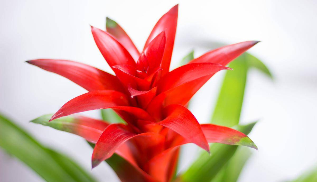 鸿运当头，生肖之谜与前沿解释的落实