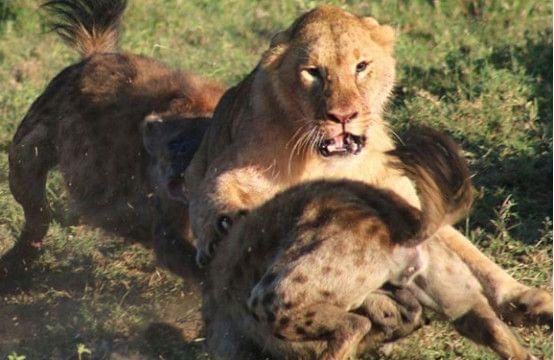 为争上游打一动物:全面揭晓解释落实 为争上游打一动物:全面揭晓解释落实