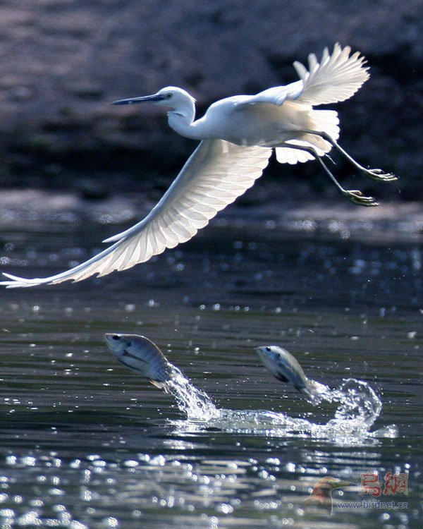 鱼跃鸟飞，揭秘背后的动物寓意与文化内涵