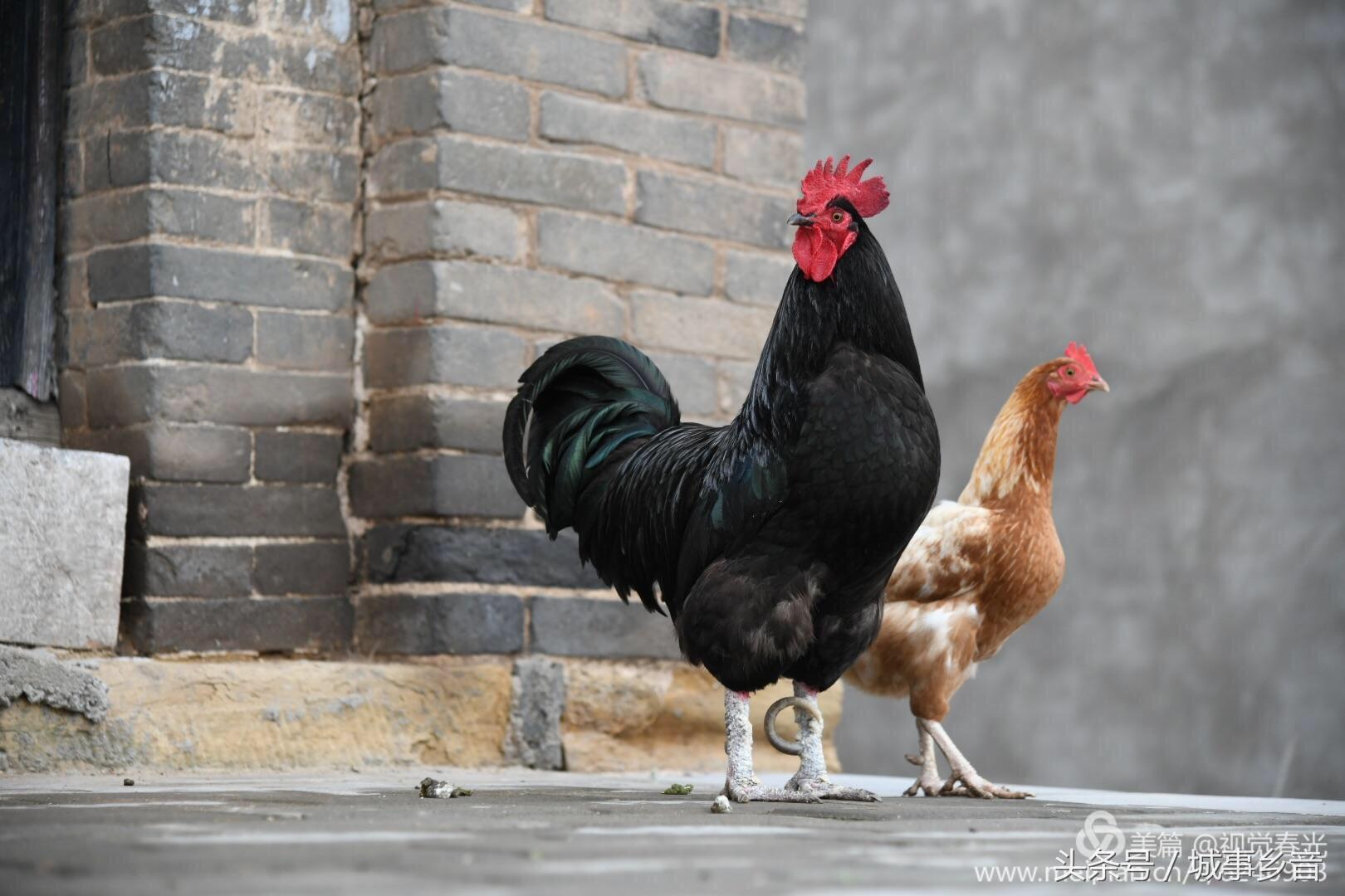 探秘两眼墨黑之谜，揭秘生肖背后的智慧与寓意