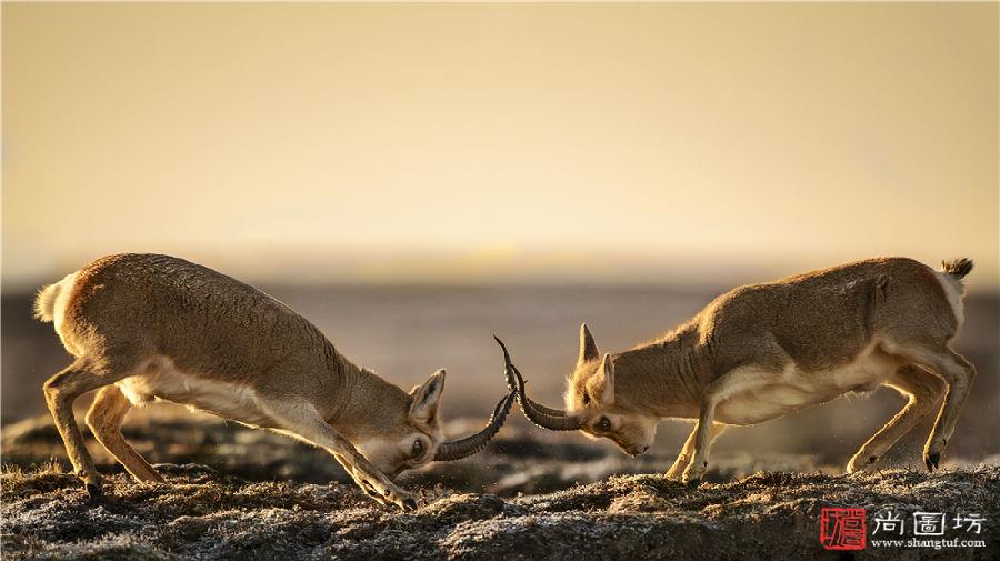 狭路相逢是指什么生肖、喜欢解释落实