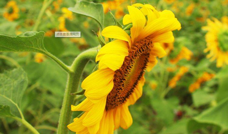 独特解释，黄花女儿与生肖的神秘联系