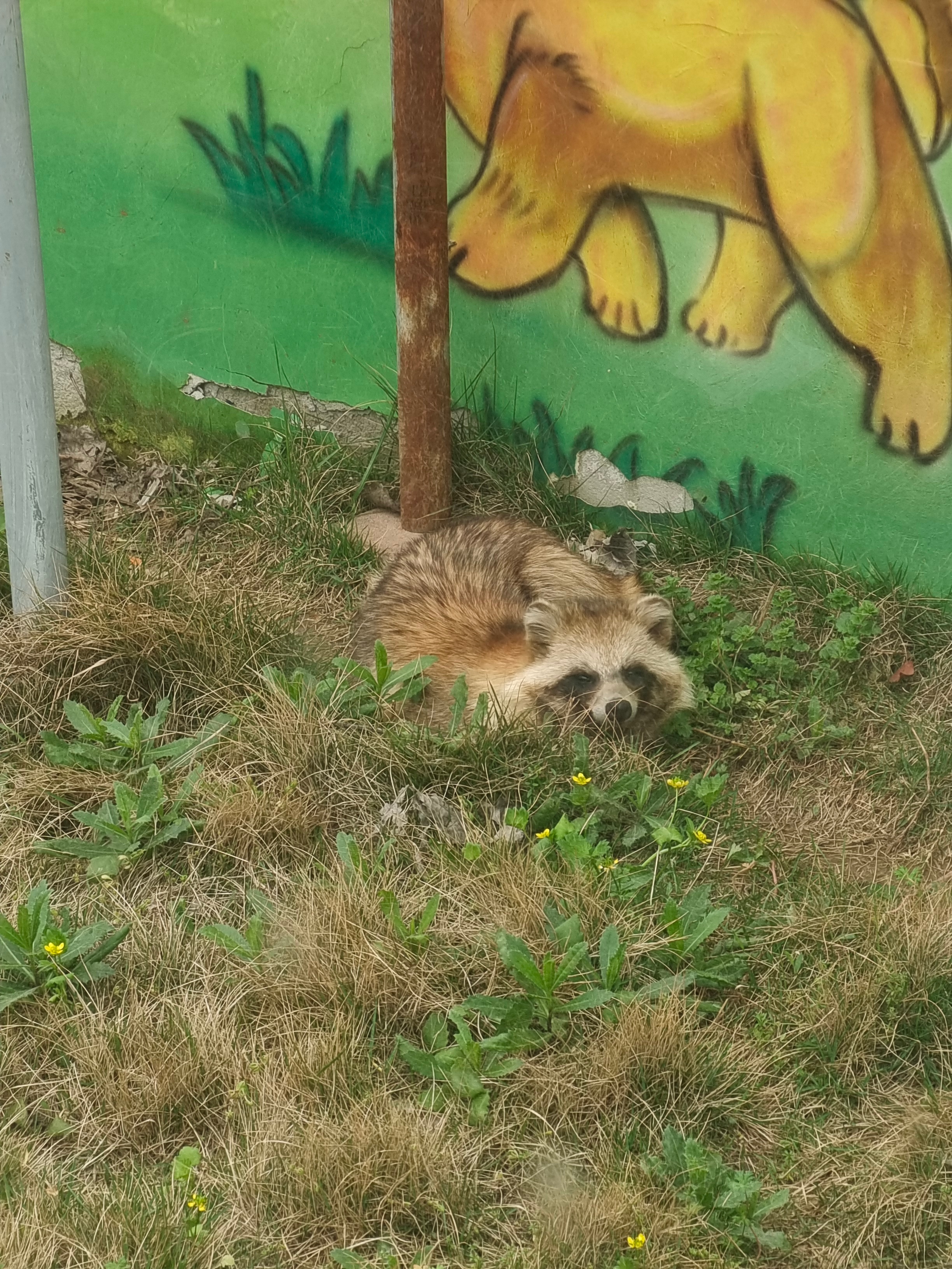 逗留不进猜一动物，探索与发现的奇妙旅程