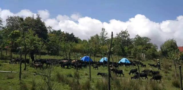 揭秘安营扎寨背后的生肖奥秘，答案与解释的深度剖析