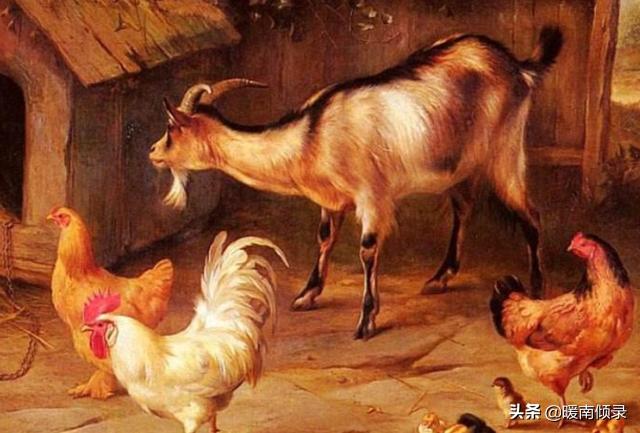 时代解释落实，一朝一夕与生肖的智慧启示