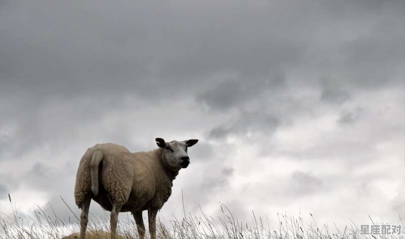 浪迹天涯是什么生肖动物:谜底即将揭晓落实