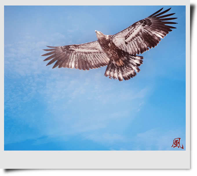 雏鹰展翅是什么生肖、网络解释落实