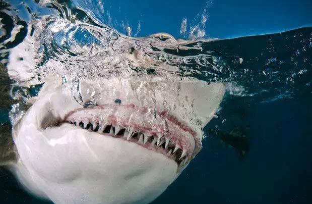 绵里藏针是什么生肖:全面揭晓解释落实