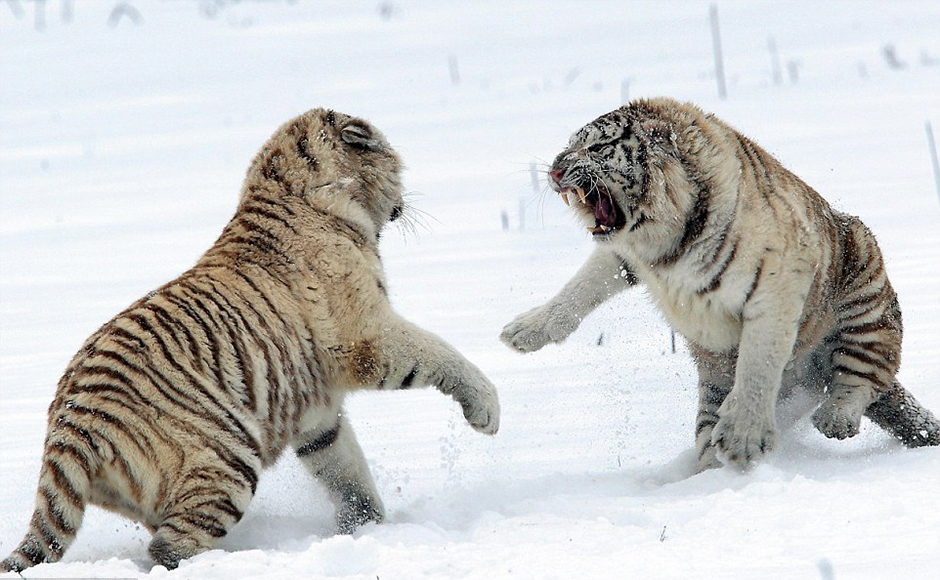 为争上游打一动物:全面揭晓解释落实