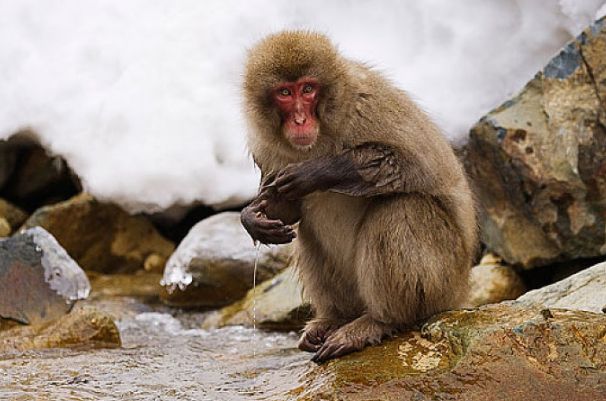 地动山摇是什么生肖、专业作答落实解释