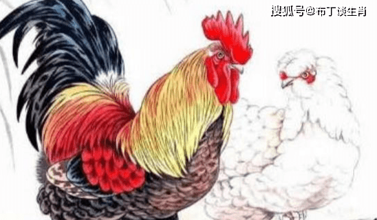 风雨同舟向前行，生肖鼠的坚韧与智慧