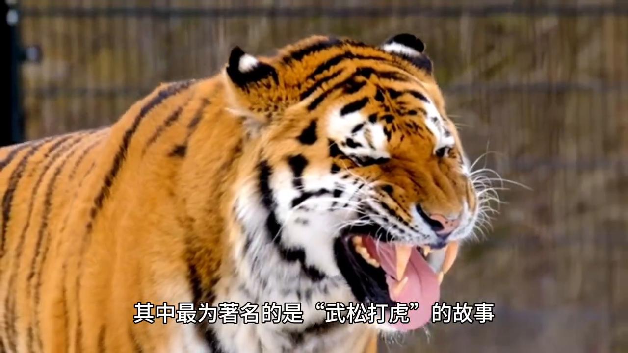 青面獠牙的动物，揭秘生肖中的神秘角色