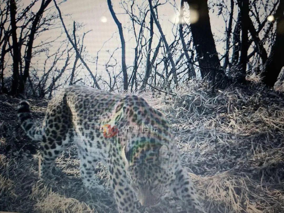 河南动物卫生监督网:权威揭晓落实