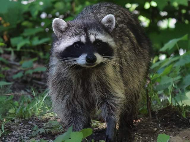 一丘之貉指什么生肖、解释与落实