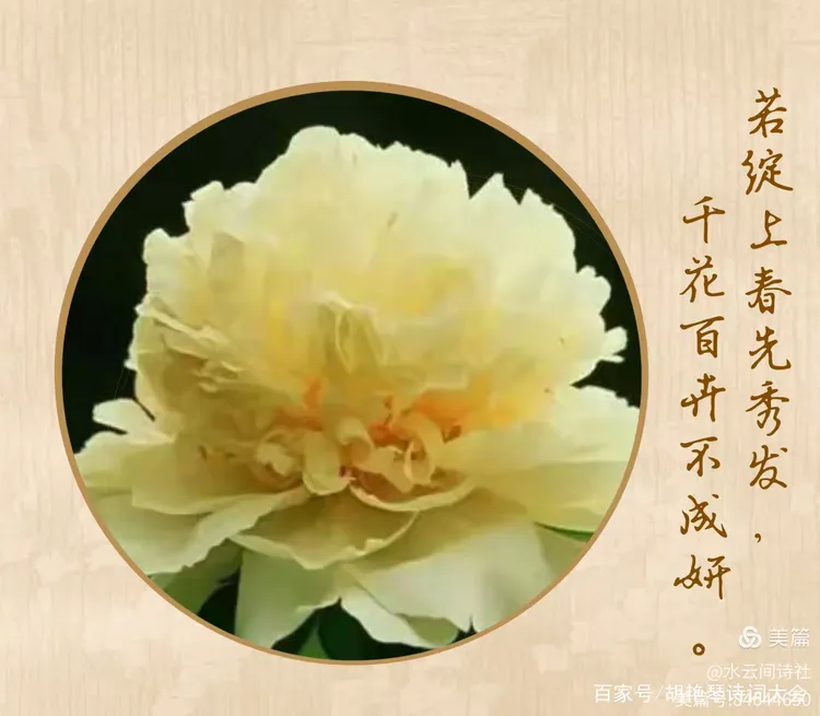 谜语探秘，二前惆怅十牡丹，揭秘准确生肖之谜