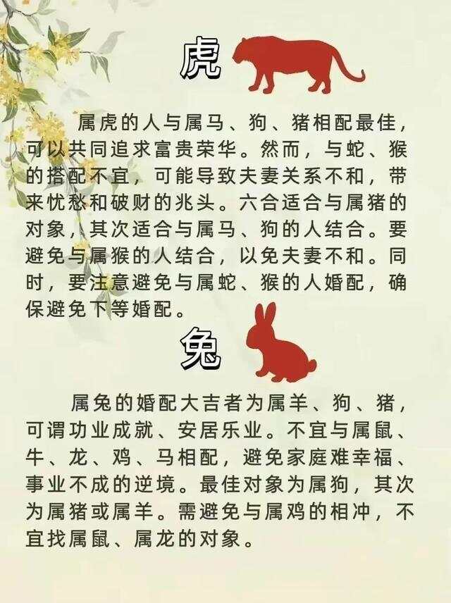 东施效颦与生肖之谜，揭秘最佳匹配的生肖