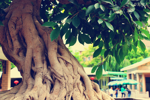 树大根深，生肖之谜的深度解析