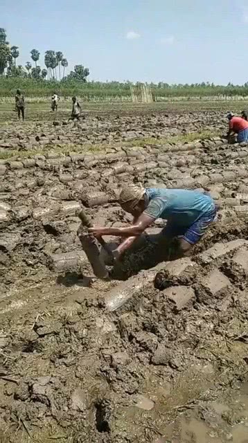 面朝黄土背朝天什么生肖:最新解释落实