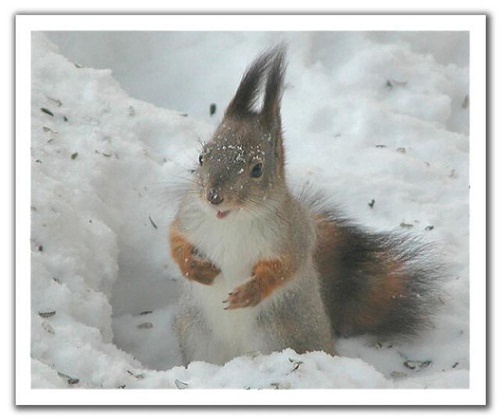 令出如山打一动物、定量作答落实解释