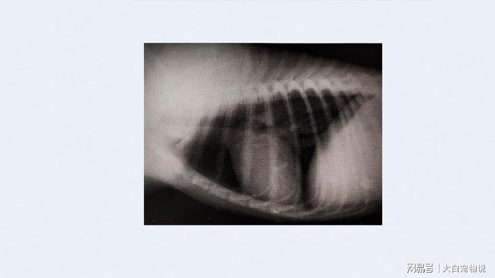 犬传染性气管支气管炎、独特解释落实