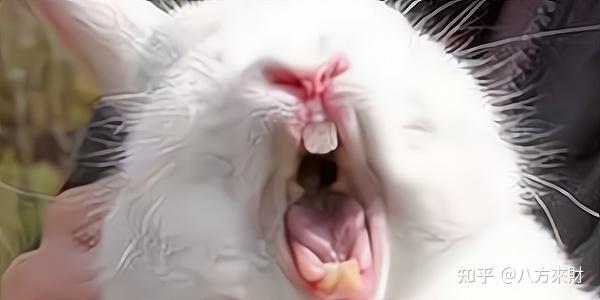 红口白牙打一最佳生肖、独特解释落实