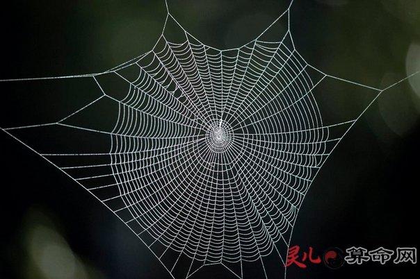 揭秘天罗地网，生肖背后的神秘寓意