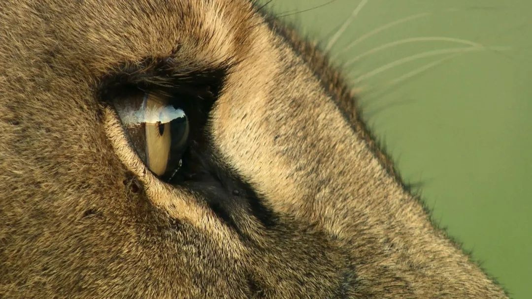 毛头毛脑打一肖、继续解释落实