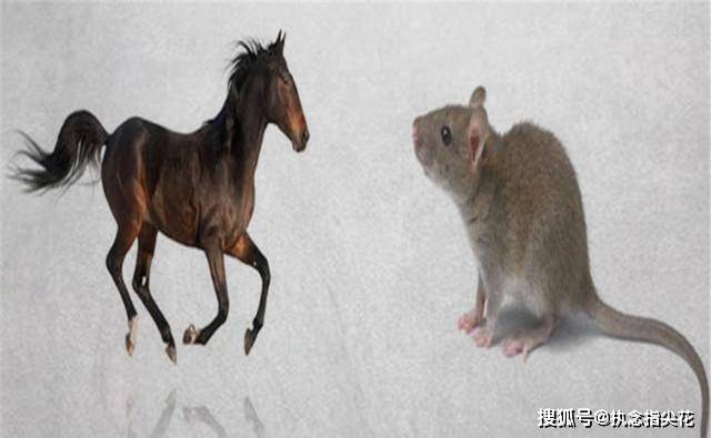 君子不夺人之好打一动物生肖、非凡作答落实解释