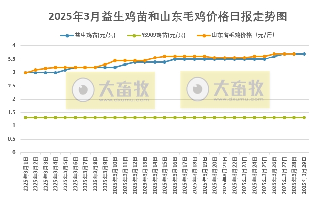 今日山东毛鸡价格，全面解析与市场动态